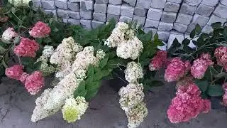 Пик цветения гортензии в АВГУСТЕ