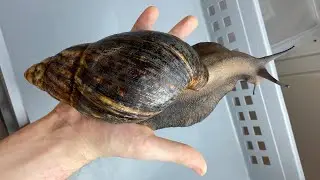 Largest Snail in the world Lifecycle