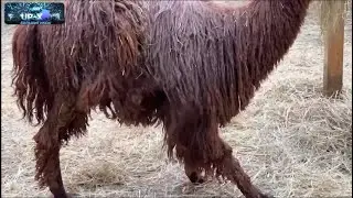 АЛЬПАКА ДРОЧИТ А ПАРАДЕВИИЧ НА НЕГО СМОТРИТ
