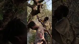 Collecting Wild Honey with the Hadza Tribe in Tanzania