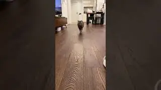 Забавная походка