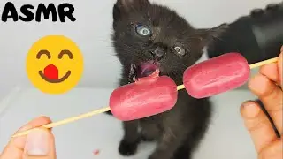 Kitten eating Sausage ASMR (Part 8)