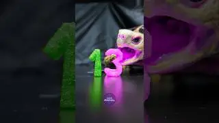 ASMR Mukbang Eating Green Pink 13 💚🩷 Turtle Tortoise