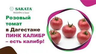 Современный урожайный гибрид розового томата ПИНК КАЛИБР - выбор многих овощеводов Дагестана! 