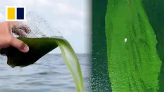 ‘Severe’ plankton bloom in Thailand threatening marine life