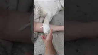 Больной Алабай. Ясон.