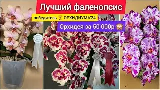 Как получить такое пышное цветение? Секреты ухода! Три простых правила. Орхидея за 500€.