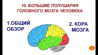 Большие полушария головного мозга_Лекция10