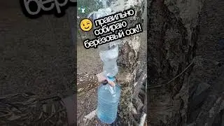 ✅как собирать БЕРЁЗОВЫЙ СОК ✅БЕЗ МУСОРА ✅МУХ И ✅МУРАВЬЁВ 
