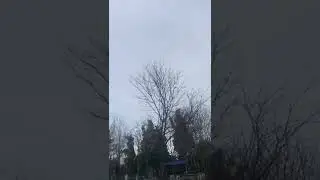 Пение птиц на старообрядческом кладбище в Олимпийском парке Сочи