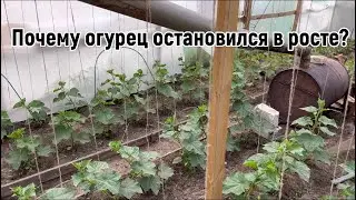 5 причин почему огурец остановился в росте . НЕ ДОПУСКАЙТЕ ЭТОГО.