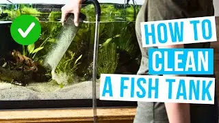 How to CLEAN A FISH TANK | maintain a clean aquarium