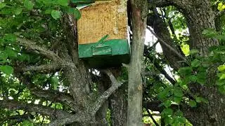 Проверка ловушек для бродячих роев.Два роя в один день.🐝🐝🐝