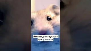 Щеки хомяка не только для еды