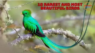 Discover 10 rare and unusual bird species