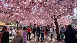 When the cherry blossoms bloom. Spring in Stockholm, 2024 | Cities, nature, relaxation