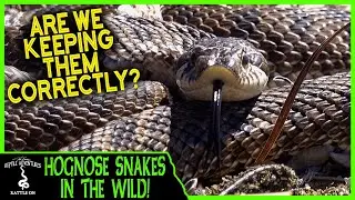 HOGNOSE SNAKES IN THE WILD! (Are we keeping them correctly?)