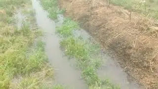 Голубика и вода.