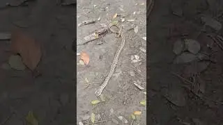 এটাই কি সেই রাসেল ভাইপার #রাসেলভাইপার #facebook