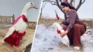 Duck slaughter by a rural girl (Iranian girl) and cooking Fesenjan | 
