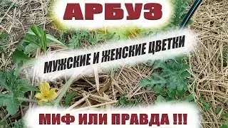 Мужские и женские цветы на арбузах.Это нужно знать обязательно при выращивании арбузов