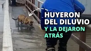 La perrita no se podía ir sin sus cachorros