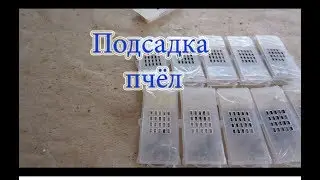 Как подсадить пчёл в пересылочную клеточку