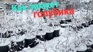 Как зимует голубика в контейнерах и на огороде!!!