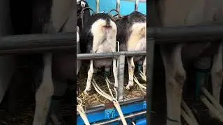 Milking 1000 goats 