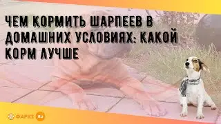 Чем кормить шарпеев в домашних условиях: какой корм лучше