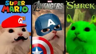 Funny cat sings 