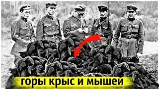 Великое Нашествие Мышей и Крыс | Самая Крупная Гуманитарная Катастрофа