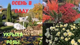 Поздняя осень в моем саду. 30.10.2023 Укрыли розы на зиму.