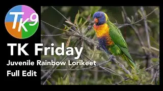 TK FRIDAY  (Juvenile Rainbow Lorikeet) FULL EDIT