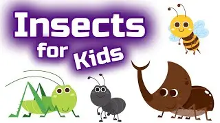 Insects for Kids