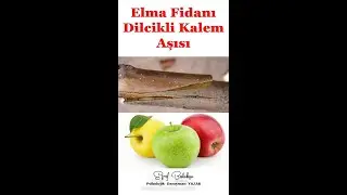 Elma Fidanı Dilcikli Kalem Aşısı ve Sonucu