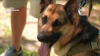 Veteran's retreat in Ruskin offers program specifically for service dogs