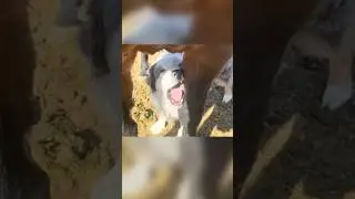 Зачем собаки едят это с лошади?