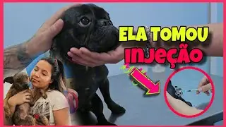 BLUE TOMOU INJEÇÃO E NOVA INTEGRANTE DA FAMILIA - Amorinha ChowChow