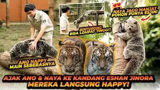 BINTURONG MAEN KE KANDANG HARIMAU ?! ANO NAYA OBRAK ABRIK KANDANG ESHAN JINORA !!