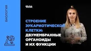 Строение эукариотической клетки: двумембранные органоиды и их функции | Биология