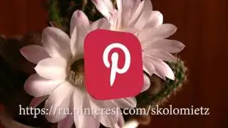 pinterest logo chroma key green screen animation free