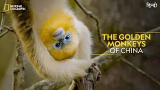 The Golden Monkeys of China | China's Hidden Kingdoms | Full Episode S01-E05 | हिन्दी | 