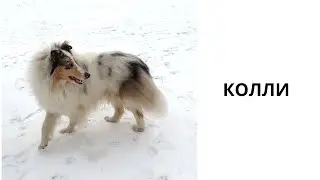 КОЛЛИ // красивая и общительная собака