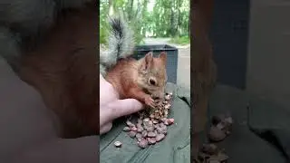 Погладил белку / Stroked the squirrel