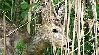 18.05.2016    Stirna - Косуля - Roe Deer (Capreolus capreolus)