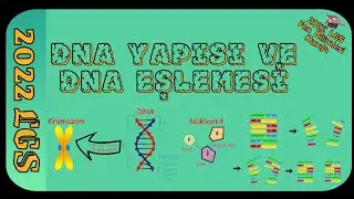 DNA Yapısı ve Kendi Eşlemesi/2022/LGS Fen Bilimleri Kampı