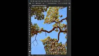 Tree Selection in Photoshop 