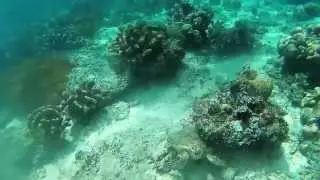 Diving in Sipadan