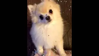 Зайчик Боня. Pomeranian. Funny animals. Dear Bonya.  Померанский шпиц. Забавные животные.